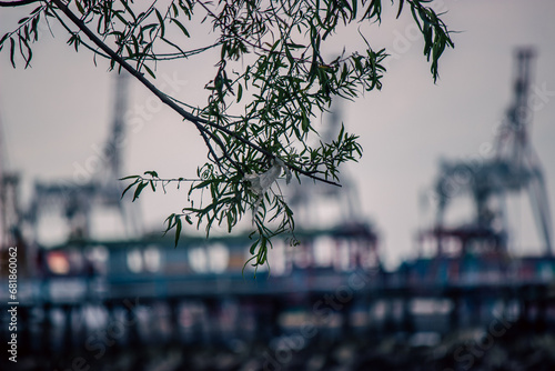 detail plan of a tree branch