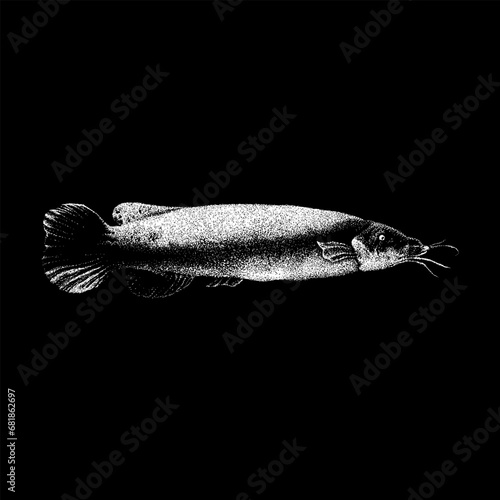 Electric Catfish hand drawing vector isolated on black background.