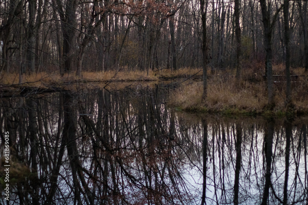 Obraz premium reflection of trees in the water in a forest 