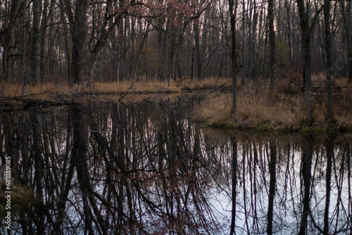 reflection of trees in the water in a forest 