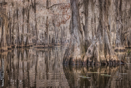 Caddo Lake is a bayou in east Texas filled with cypress trees with needles that turn red, yellow and orange in the fall. When the trees are backlit, the Spanish Moss glows.