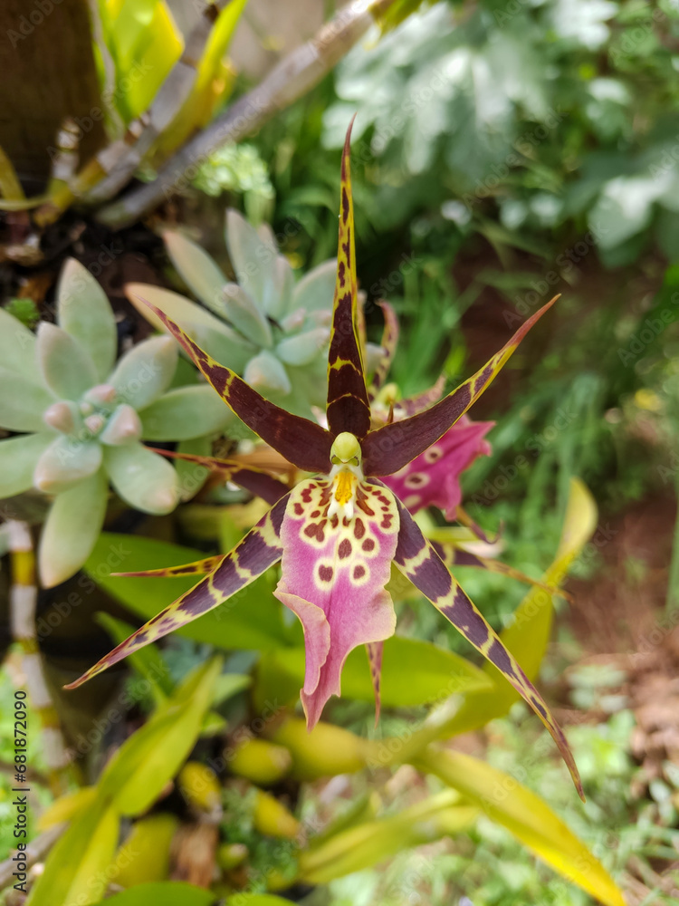 custom made wallpaper toronto digital flower