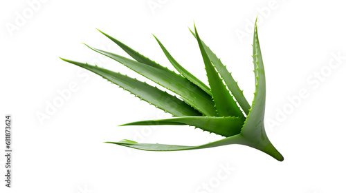 aloe vera isolated on transparent background