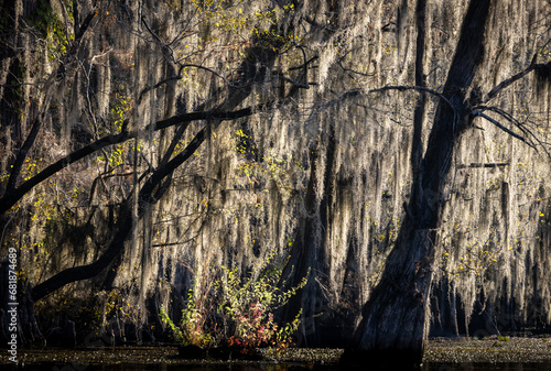 Caddo Lake is a bayou in east Texas filled with cypress trees with needles that turn red, yellow and orange in the fall. When the trees are backlit, the Spanish Moss glows.