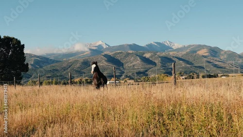Horses Running