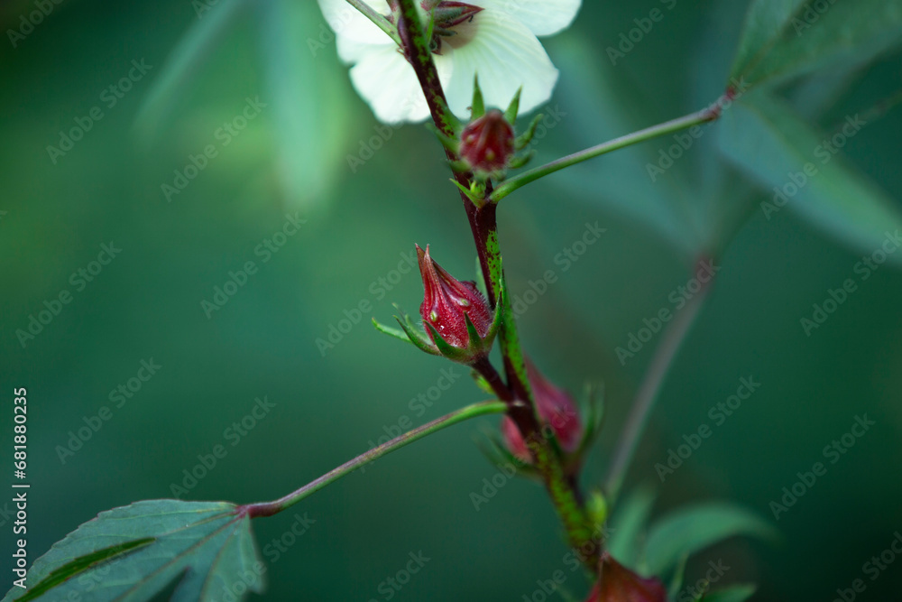 Hibiscus sabdariffa or roselle fruits on tree Hibiscus sabdariffa or roselle fruits on tree
