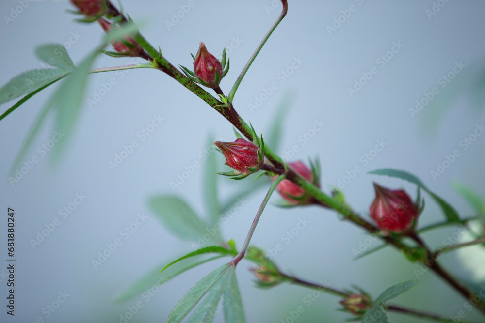 Hibiscus sabdariffa or roselle fruits on tree Hibiscus sabdariffa or roselle fruits on tree