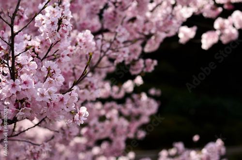 日本各地で春に咲く桜、満開。