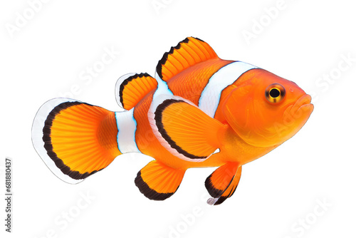Clownfish PNG isolated on white transparent background