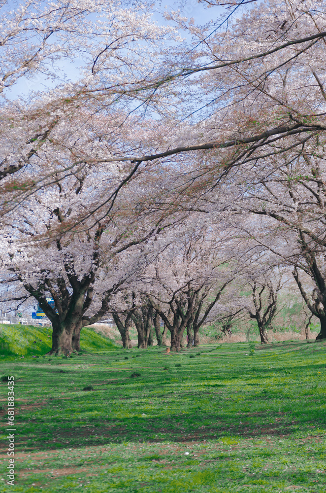 満開の桜並木と緑の芝生