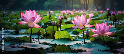 In the enchanting summer garden of Vietnam, amidst the lush green foliage, a beautiful lotus flower gracefully bloomed, its pink petals glistening in the water, showcasing the natural beauty of this