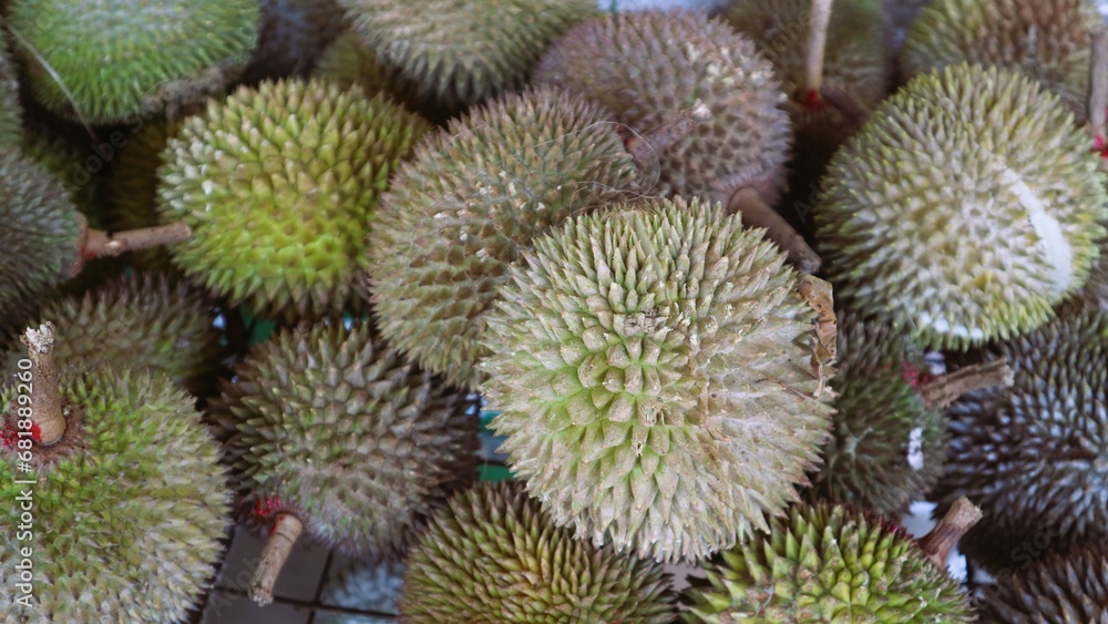 Pile of durian that have been harvested and are ready for sale Pile of durian that have been harvested and are ready for sale