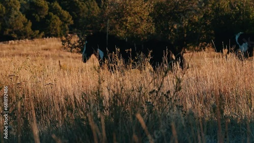 Horses Running In Mountains