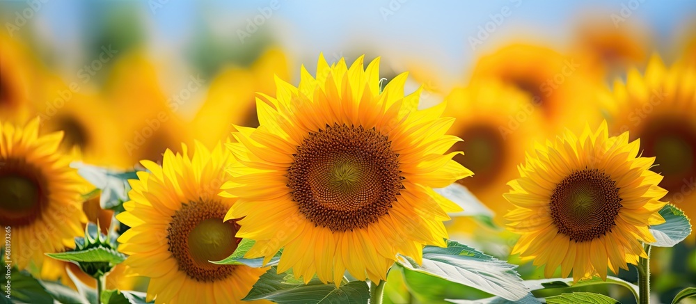 Fototapeta premium In the heart of summer, the vibrant and colorful fields of a blooming flower garden showcase the natural beauty of sunflowers. Their yellow petals, basking under the warm sun, create a striking
