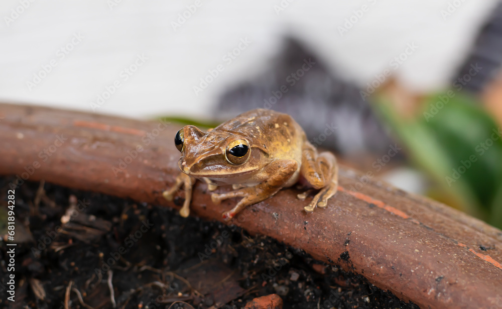 Naklejka premium Khiat Tapad sits beautifully on the edge