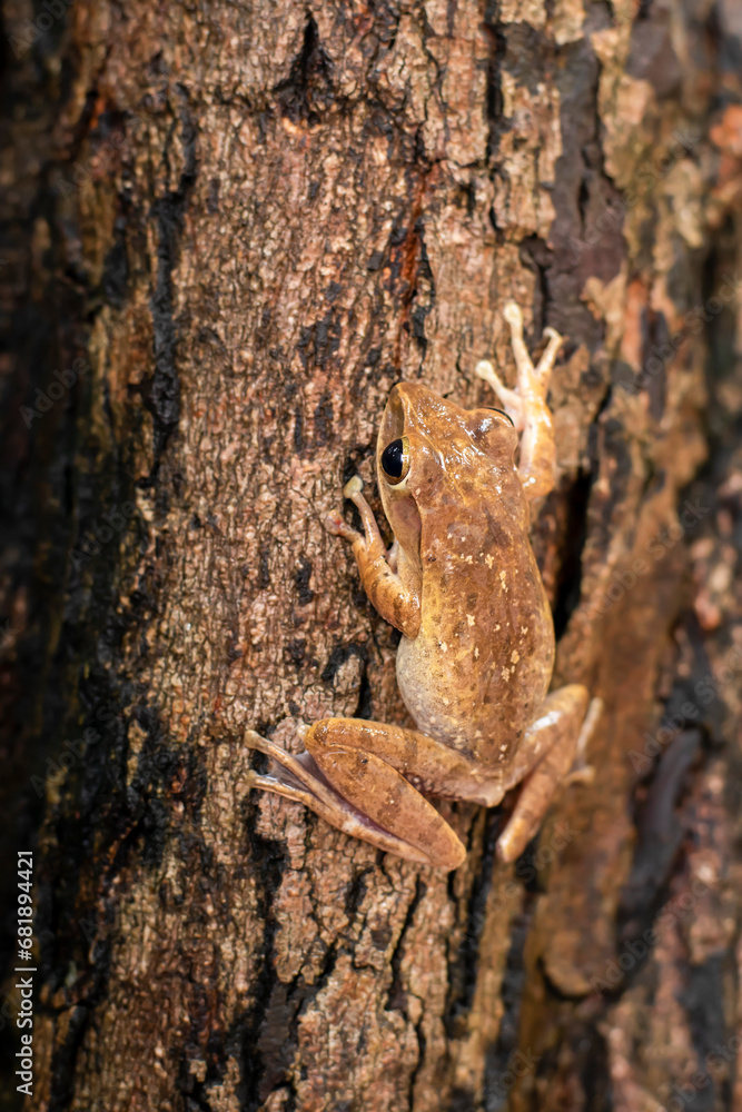 Naklejka premium Khiad Tapad sits beautifully on a tree
