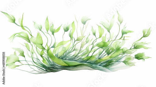 hand painted watercolor laminaria with algae leaves branch isolated on white background. photo