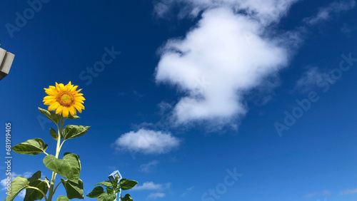 Blue sky and a single sunflower