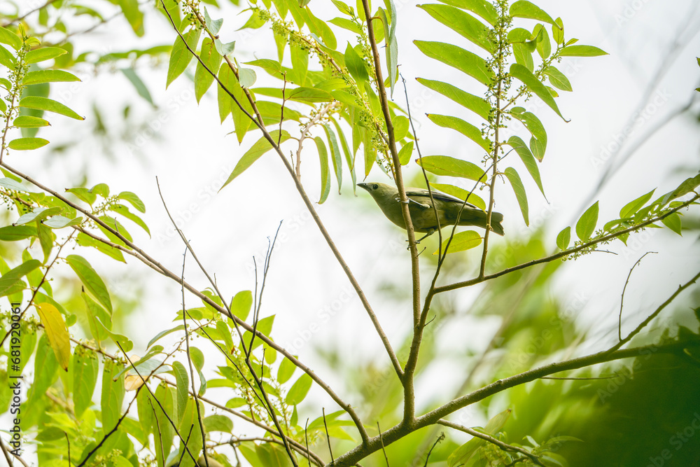 Obraz premium Palm tanager bird in tree