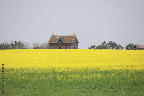 old farmhouse in a yellow canola field