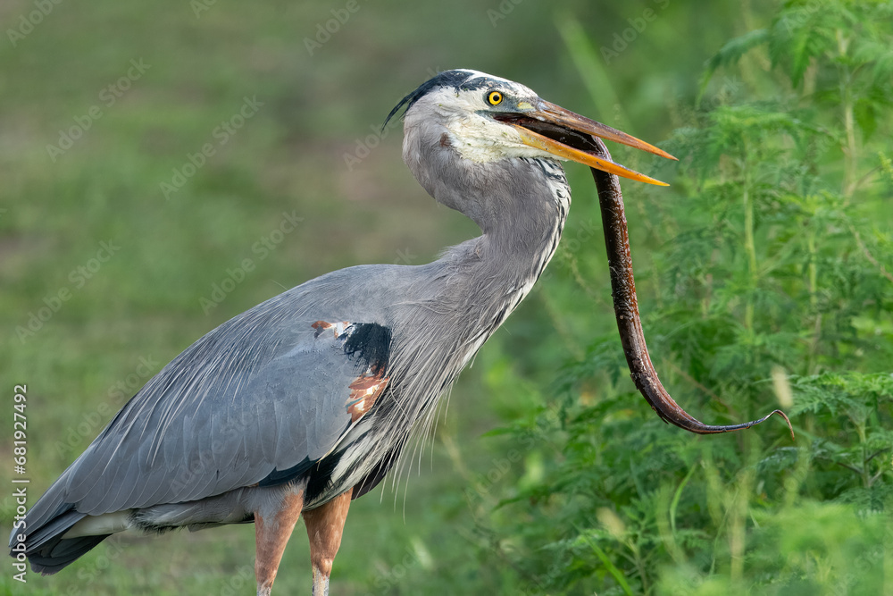 Fototapeta premium Great Blue Heron Eating a Swamp Eel.