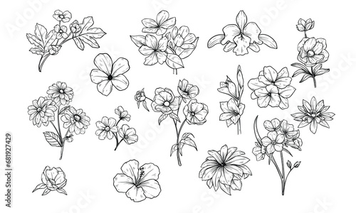 Fototapeta Naklejka Na Ścianę i Meble -  type of flowers handdrawn illustration engraving