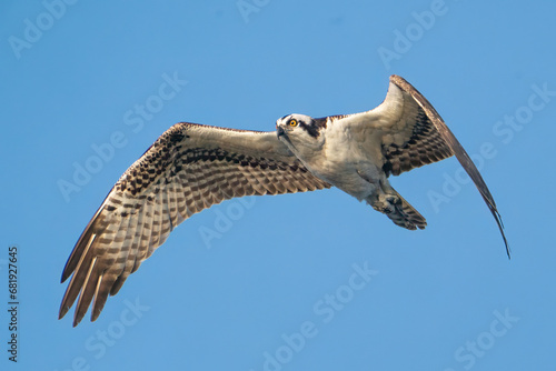 An osprey flying