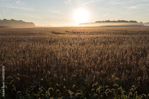 Soybean Sunrise