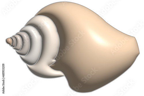 shells on a white background
