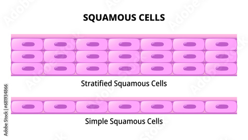 Squamous Cell - Simple Squamous Epithelium - Stratified Squamous Epithelium - Histology Medical Vector Illustration