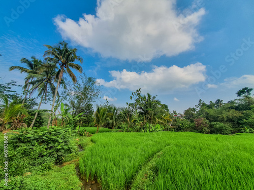 Tranquil Countryside Landscape with Green Fields and Coconut Trees Under a Blue Sky. Use for Agricultural concept or wallpaper. 