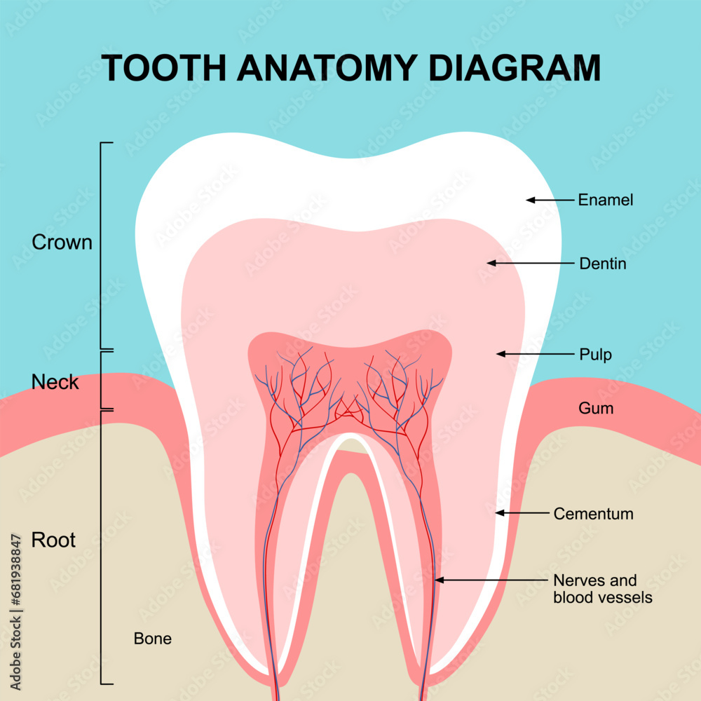 Tooth anatomy diagram in flat design vector. - obrazy, fototapety, plakaty 