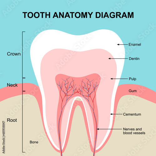 Tooth anatomy diagram in flat design vector.