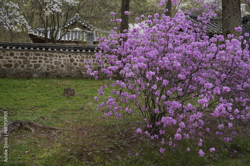 Fototapeta Naklejka Na Ścianę i Meble -  김포 장릉은 문화재인 전통 한옥과 정원이 있는 아름다운 봄 풍경입니다