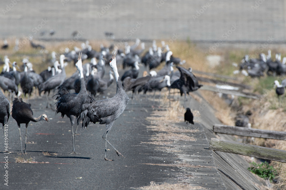 Obraz premium Hooded Cranes whooping