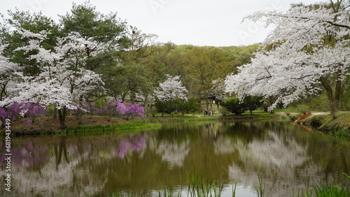 김포장릉에는 한옥 문화재건축과 봄풍경의 아름다운 꽃들과 연못이 있는 풍경입니다
