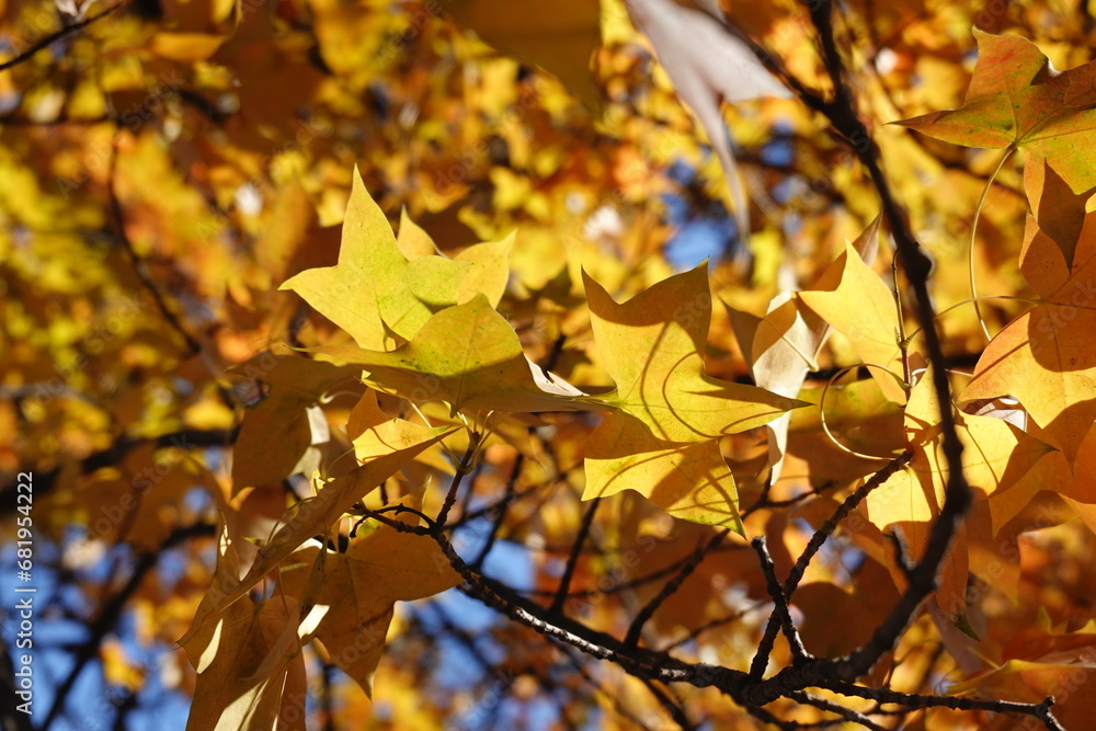 Fototapeta premium autumn leaves