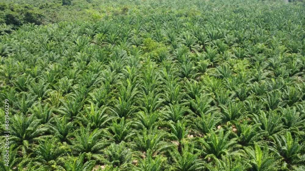 An oil palm plantation located in the middle of the Kalimantan forest surrounded by rocky mountains An oil palm plantation located in the middle of the Kalimantan forest surrounded by rocky mountains
