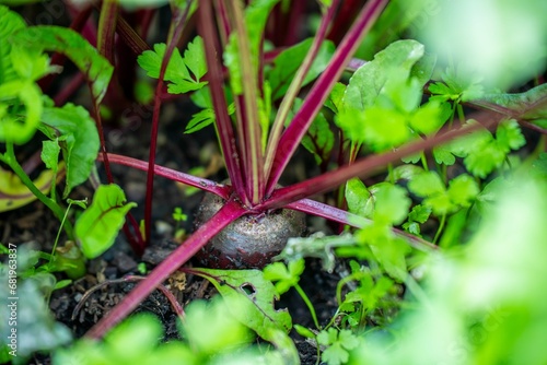 harvesting a beetroot in a home vegetable garden on a farm in australia. picking healthy veggies for lunch