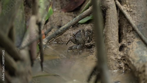 A crab was about to hide. The roots of a mangrove tree infested with crabs.