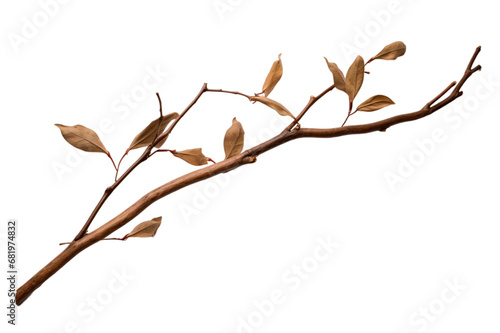 branch or twig of a tree isolated on a transparent background, a branch of birch PNG for decorative mockups or template background, a Wooden Stick or stem with buds, birch branch