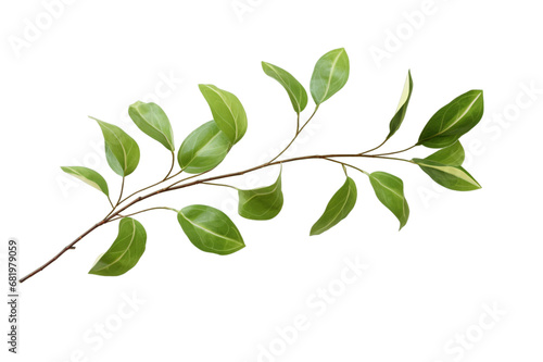 a branch with leaves isolated on a transparent background, a branch or a twig of a tree with leaf PNG for decorative mockups or template background, a Wooden Stick or stem