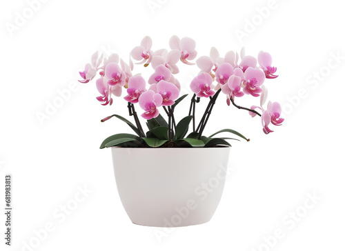 Pink Petals Elegance: Orchids in White Pot - Transparent Background Photo