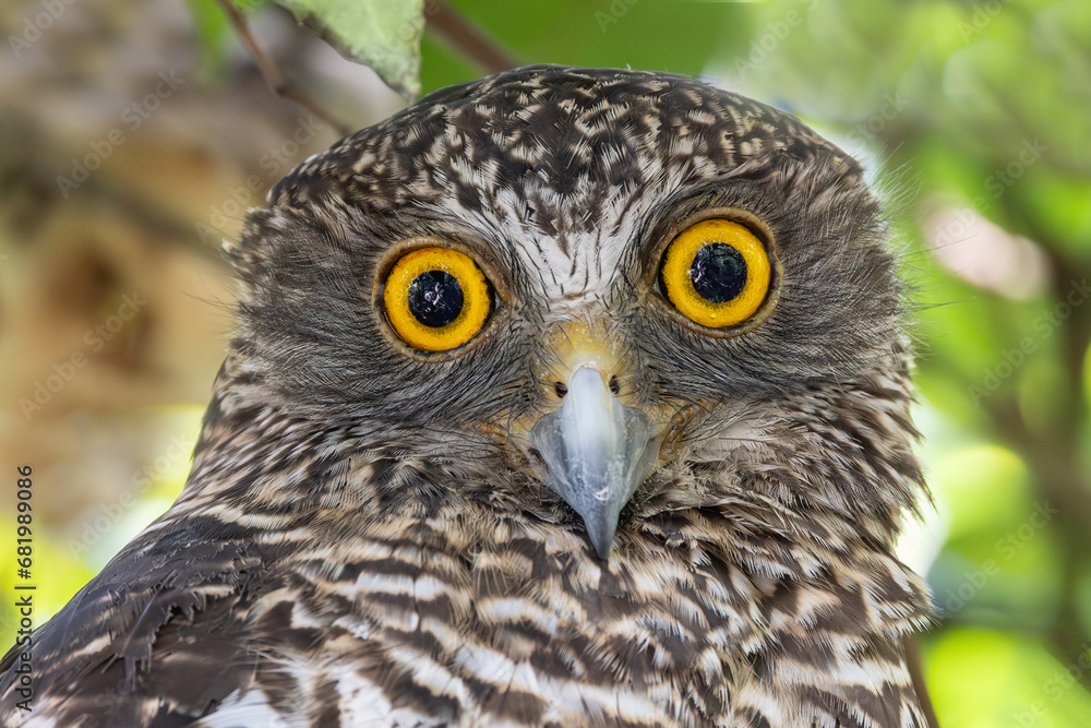 Australian Powerful owl roosting by day in forest canopy