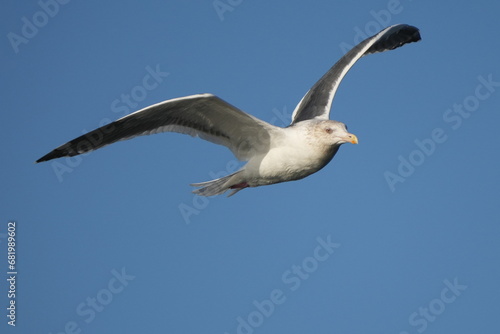 herring gull is hunting a fish
