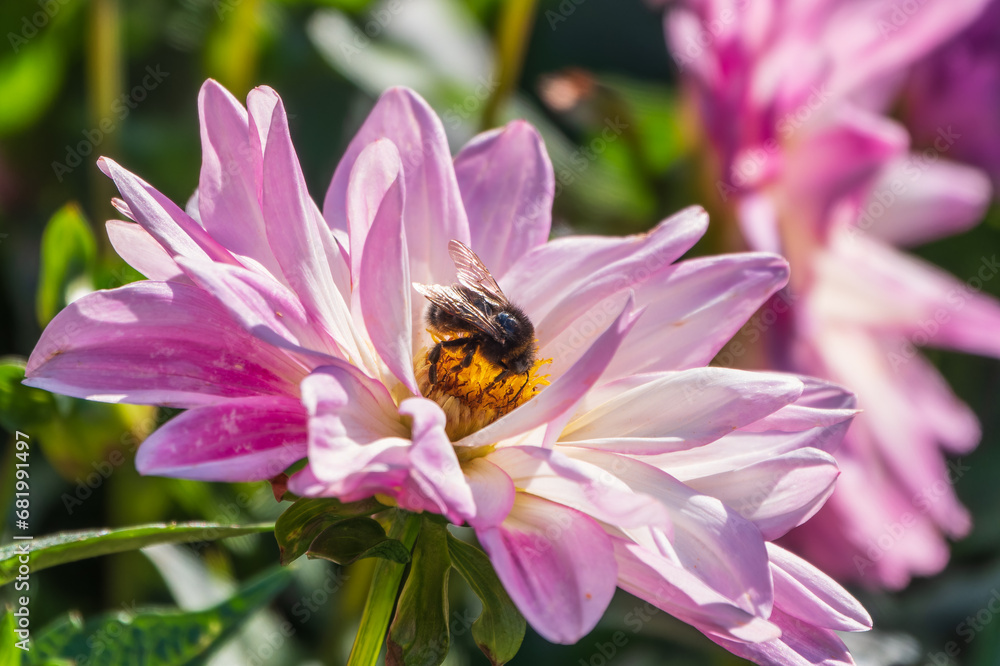 A bee collects nectar from pink dahlia flower in the garden in summer close-up. A bee collects nectar from pink dahlia flower in the garden in summer close-up.