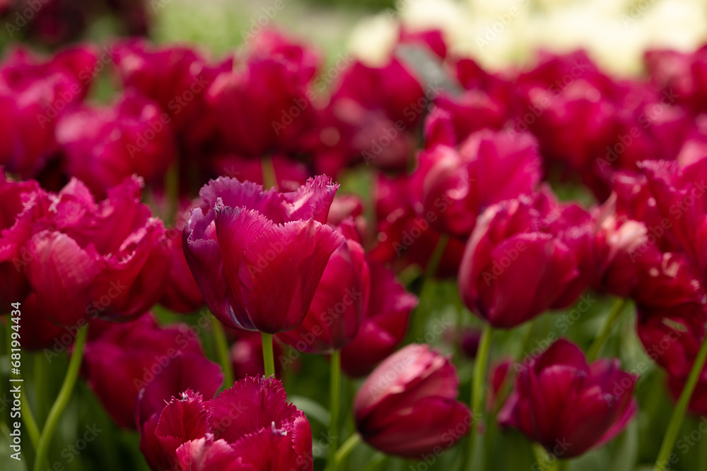 flowerbed with red fringed tulips on a sunny day. Buds and opened flowers. flowerbed with red fringed tulips on a sunny day. Buds and opened flowers.
