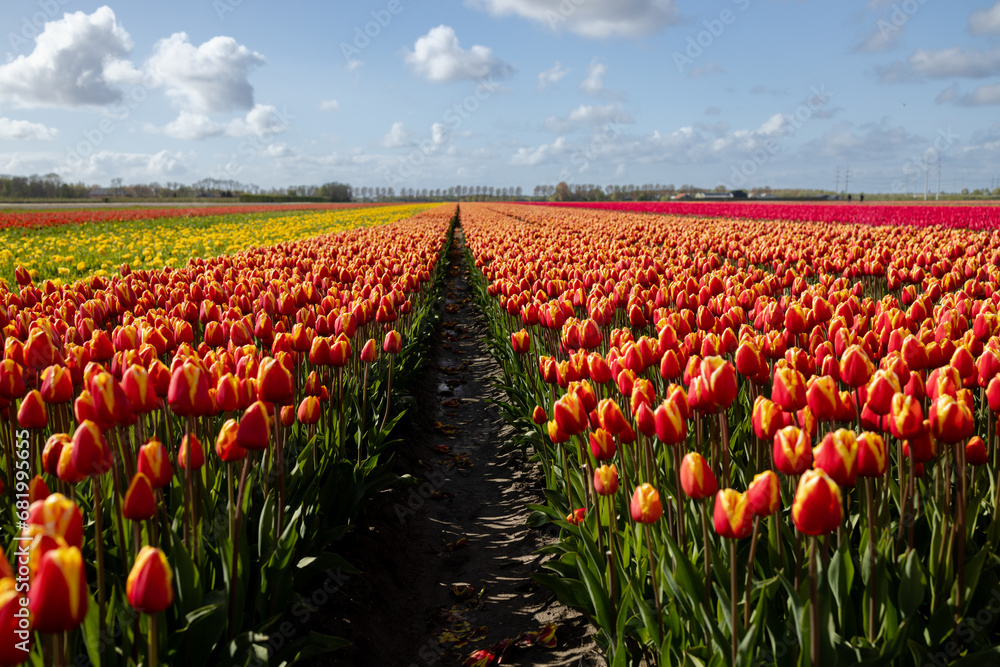 A field with rows of multicolored flowering tulips stretching to the horizon