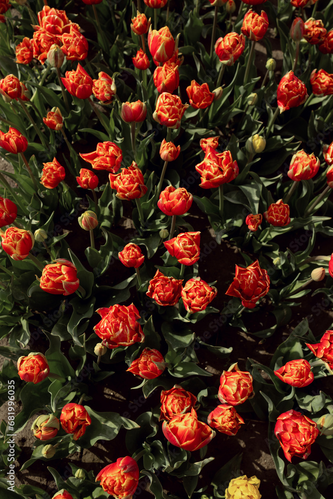 Red petals with a light border terry closed and open tulips top view vertical Red petals with a light border terry closed and open tulips top view vertical