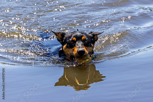 Australian Kelpie dog swimming in lake